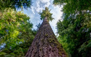 6970495-blurred-tree-in-forest