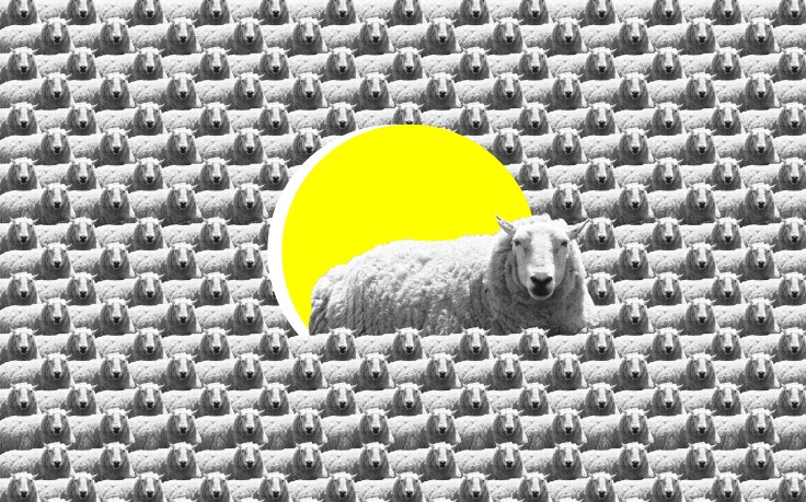 sheep outside-01